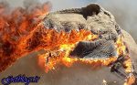 تصویرهای واقعی که تحت تاثیر قرارتان می‌دهند